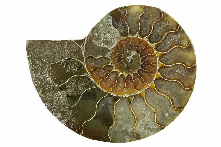 Cut & Polished Ammonite Fossil (Half) - Madagascar #377723
